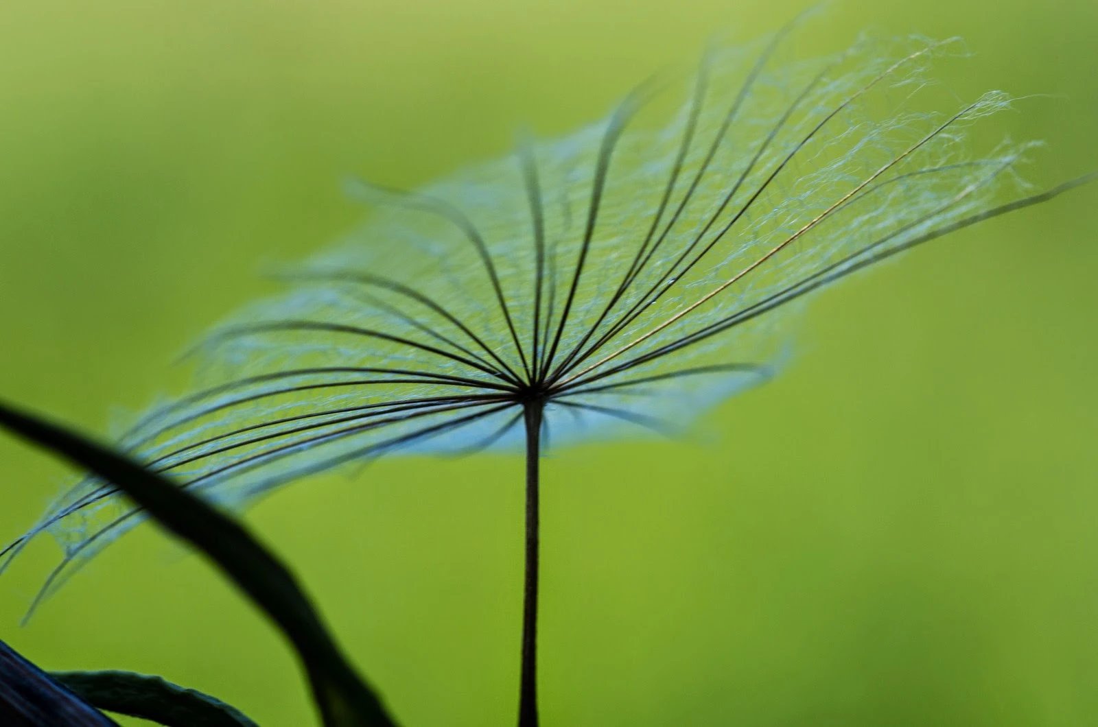 zarte Blume.jpeg